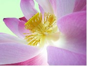 Welkom bij Qi Gong Hoorn